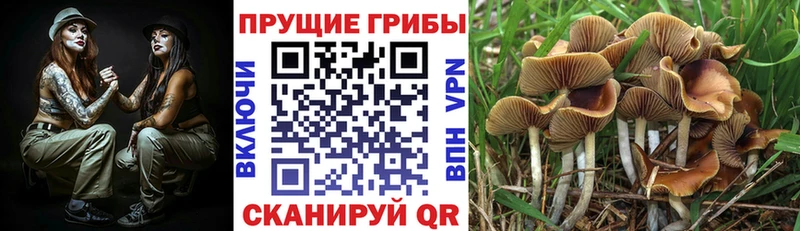 Галлюциногенные грибы мицелий  маркетплейс как зайти  Свободный  где купить наркотик  KRAKEN ссылка 